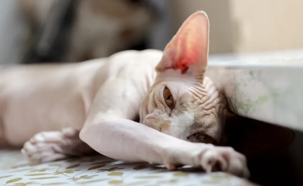 Gato Sphynx, assim como outros felinos, adora tirar uma soneca