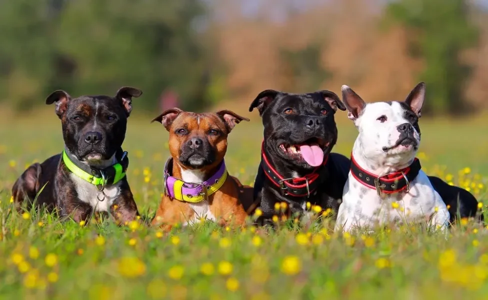 Quatro cachorros Staffordshire Bull Terrier em campo florido