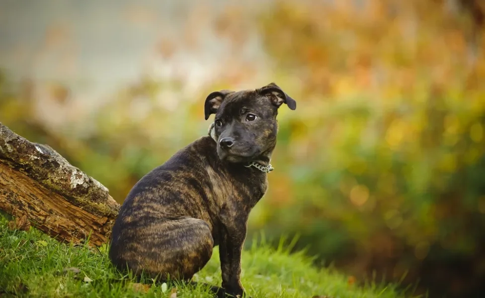 Staffordshire Bull Terrier olhando para o lado