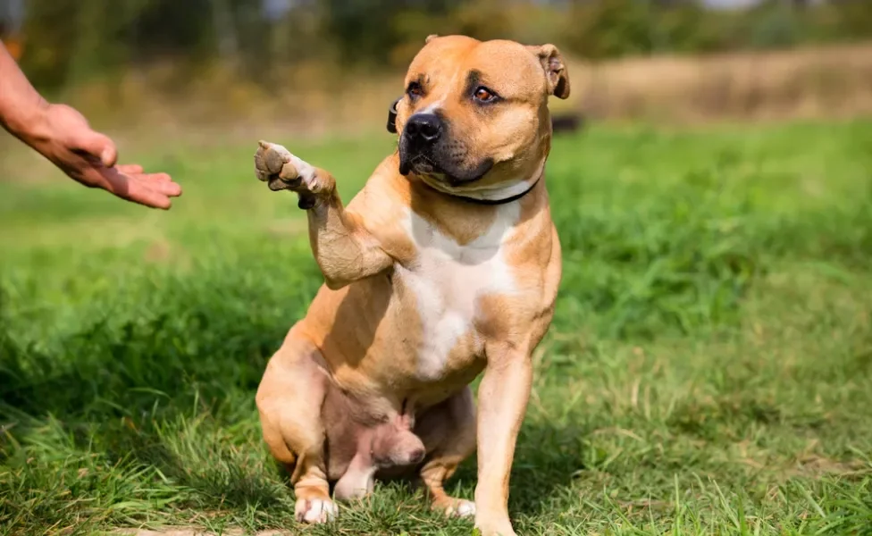 Staffordshire Bull Terrier dando a patinha