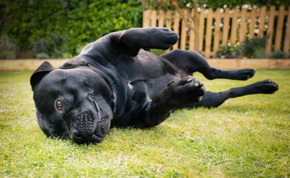 Staffordshire Bull Terrier deitado na grama rolando