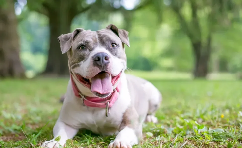 Staffordshire Bull Terrier deitado com a língua de fora