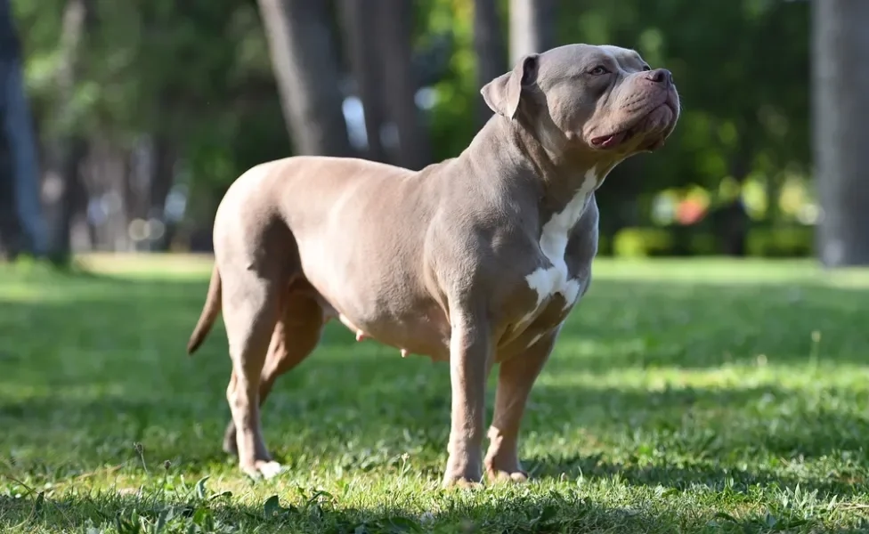 Staffordshire Bull Terrier de lado em pé na grama