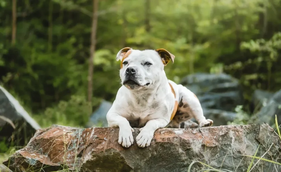 Staffordshire Bull Terrier deitado em cima de tronco