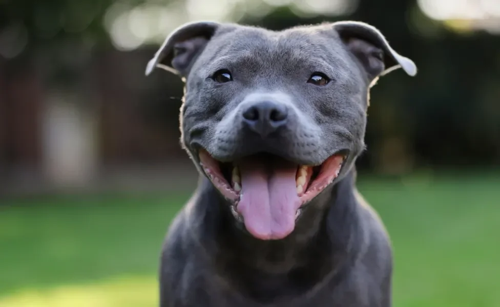 Staffordshire Bull Terrier feliz com a língua de fora