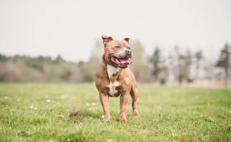 Staffordshire Bull Terrier marrom andando pelo campo