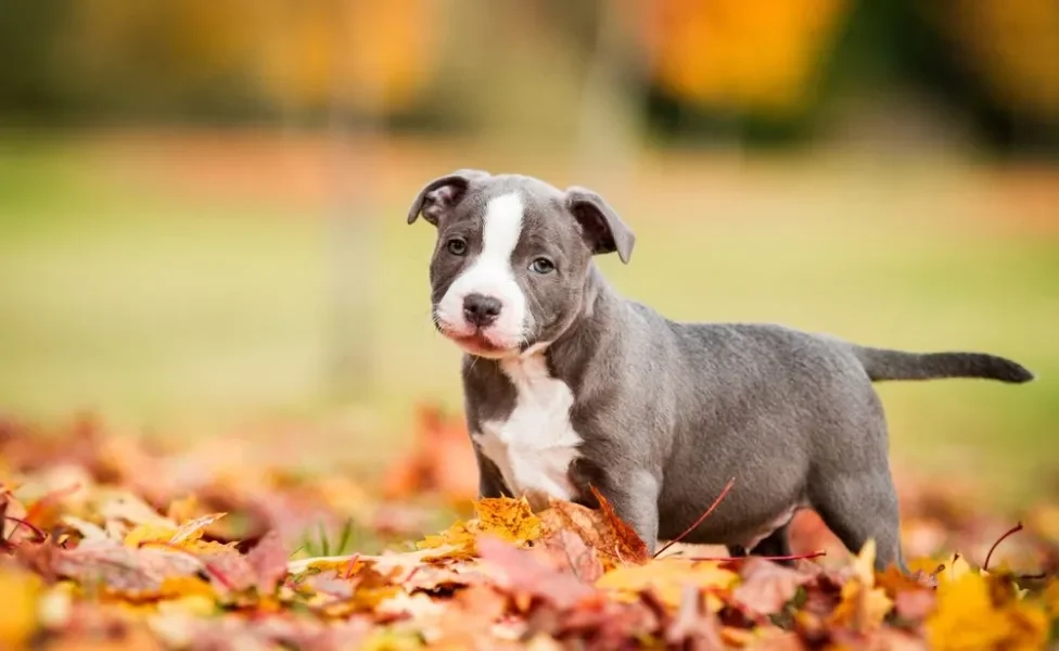 Staffordshire Bull Terrier filhote em cima de folhas secas