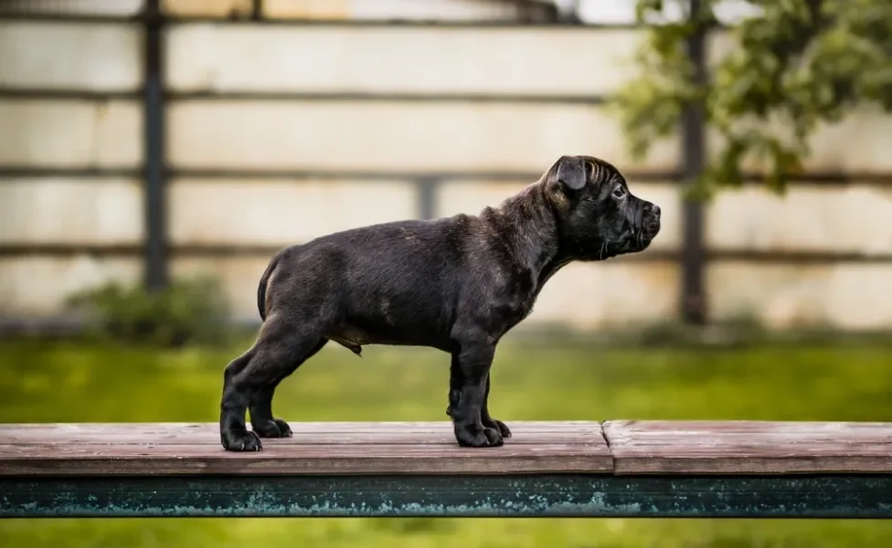 Staffordshire Bull Terrier filhote preto de lado em cima de banco