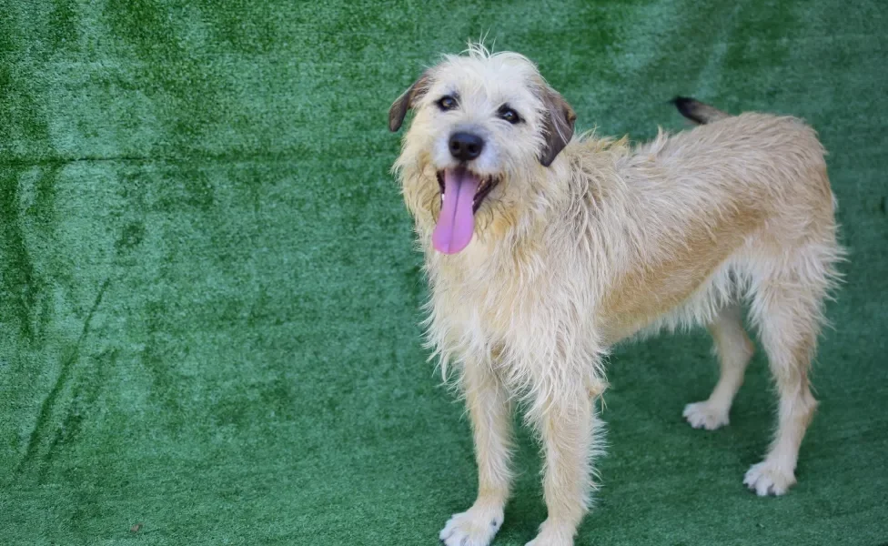 Vira-lata branco peludo em pé com língua de fora