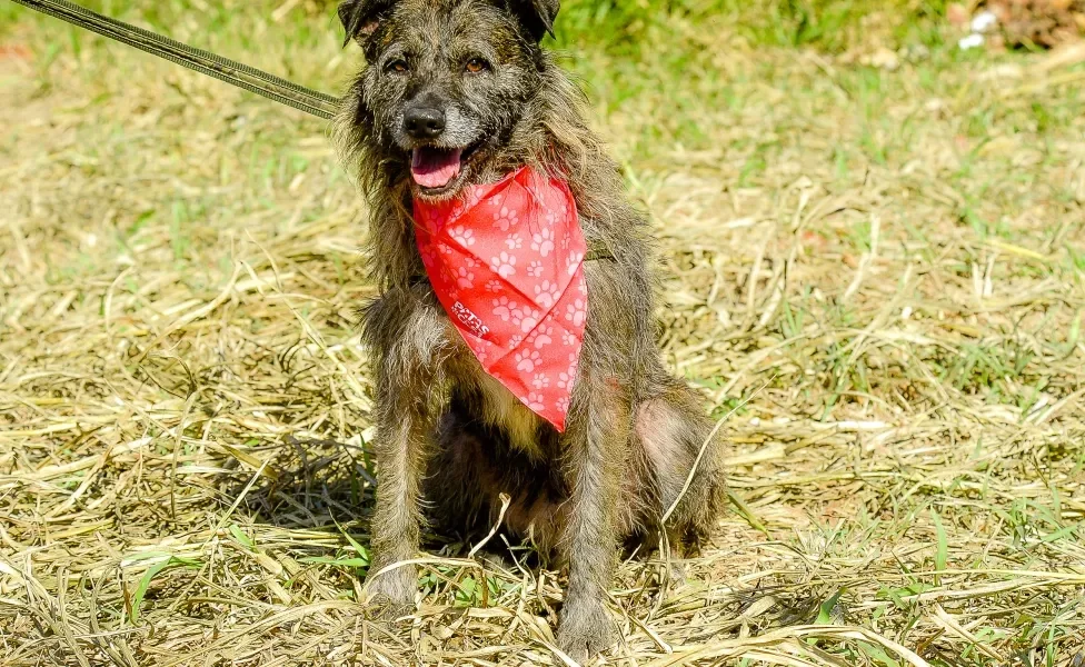 Vira-lata peludo sentado no parque