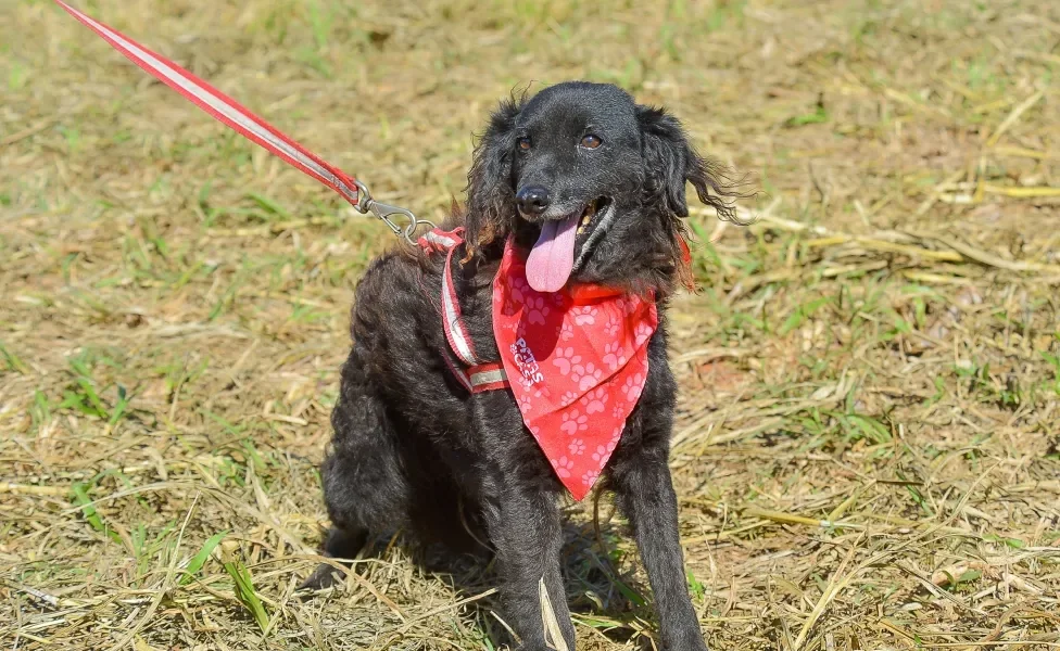 Vira-lata preto peludo em pé