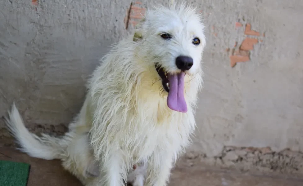 Vira-lata peludo branco sentado