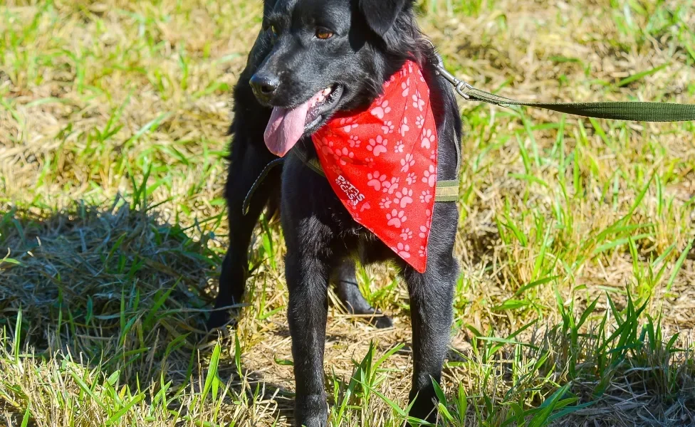 Vira-lata preto peludo com língua de fora