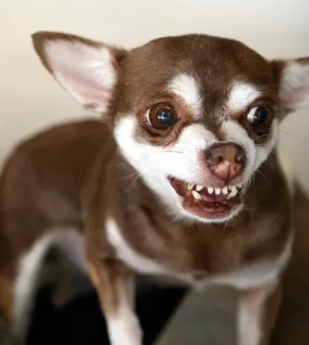 Cachorro Chihuahua marrom com branco mostrando os dentes