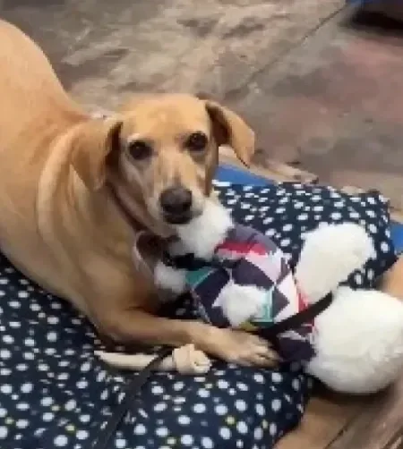 Cachorro caramelo deitado em pano azul com brinquedo de pelúcia entre as patas