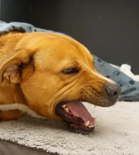 Cachorro caramelo deitado com a boca aberta