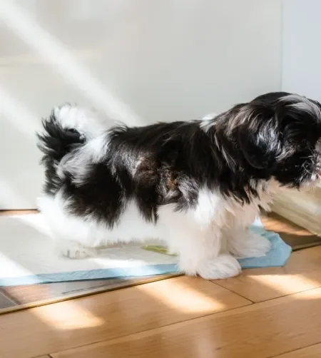 Cachorro pequeno e peludo fazendo xixi em tapete higiênico