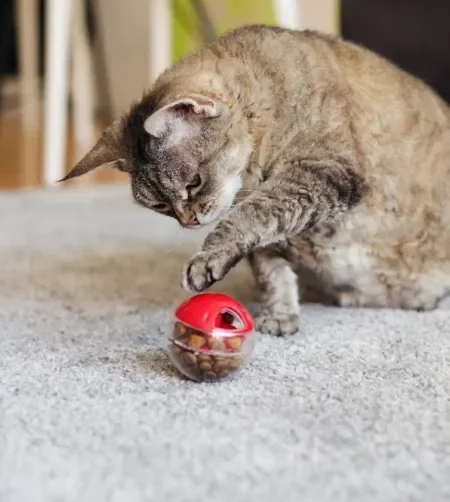 Gato cinza brincando com bolinha recheada de ração em tapete cinza