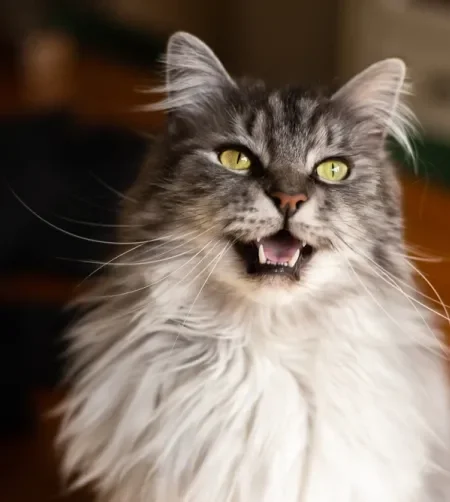 Gato cinza e peludo da raça Maine Coon miando