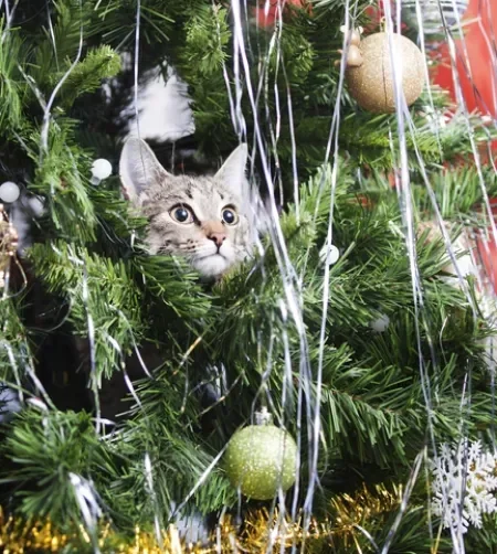 Gato cinza no meio de uma árvore de natal