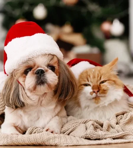 cachorro com gorro de natal do lado de gato