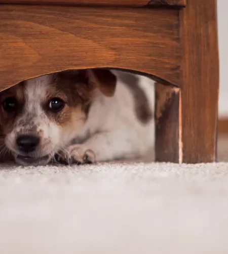 cachorro com medo escondido debaixo de móvel