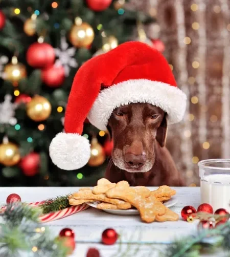 cachorro salsicha com gorro de natal olhando para prato com biscoitos em cima da mesa