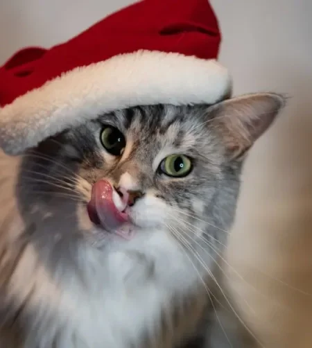 gato com gorro de natal e língua de fora