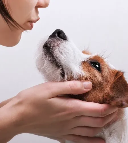 cachorro olhando para tutora