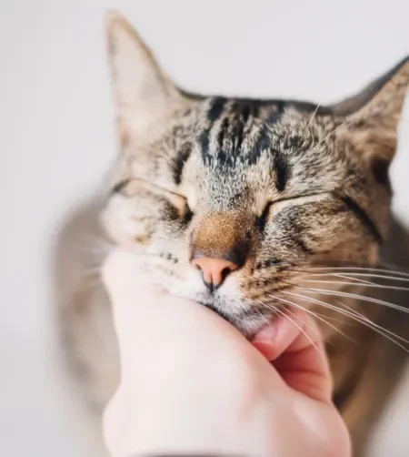 gato recebendo carinho