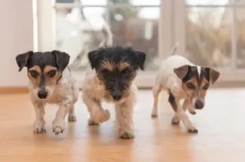 Três cachorros da raça Jack Russell Terrier andando dentro de casa