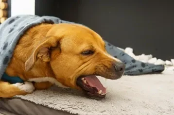 Cachorro caramelo deitado com a boca aberta