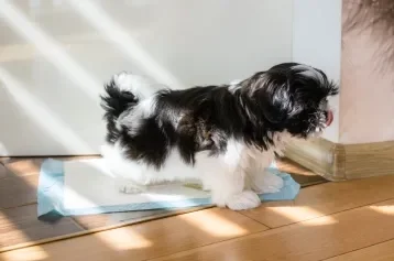 Cachorro pequeno e peludo fazendo xixi em tapete higiênico