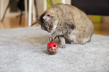 Gato cinza brincando com bolinha recheada de ração em tapete cinza