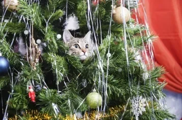 Gato cinza no meio de uma árvore de natal