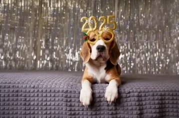 cachorro deitado com óculos 2025