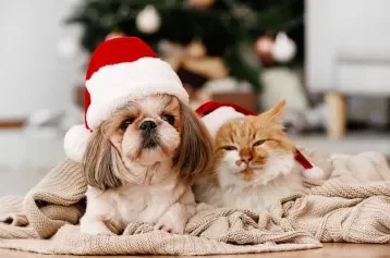 cachorro com gorro de natal do lado de gato