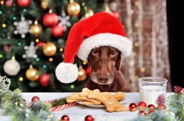 cachorro salsicha com gorro de natal olhando para prato com biscoitos em cima da mesa