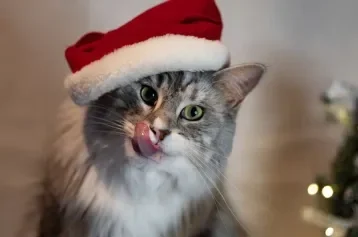 gato com gorro de natal e língua de fora