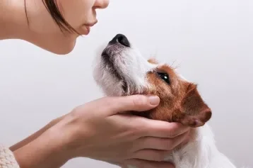 cachorro olhando para tutora