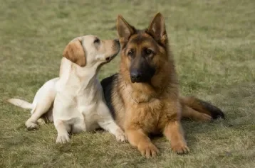 um labrador e um pastor alemão deitado na grama