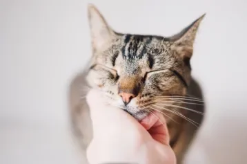 gato recebendo carinho