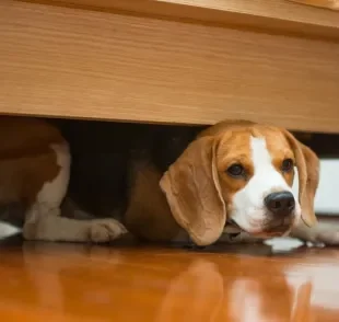 Cachorro se escondendo pode ser medo, doença ou só brincadeira