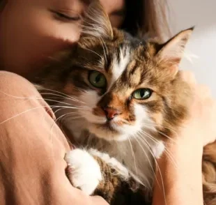 O Dia De Abraçar Seu Gato é comemorado em 4 de Junho