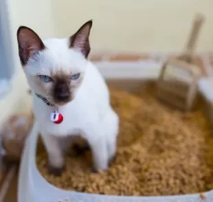 Fezes de gato preta ou de qualquer outra cor precisa de atenção