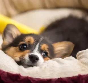 O enxoval para cachorro geralmente inclui uma caminha, potes de ração, bebedouro, itens de higiene e brinquedos