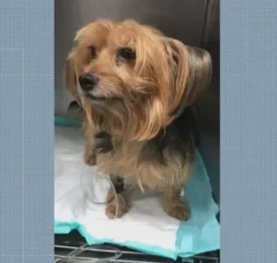 Cachorro perdido: Yorkshire se perdeu após acidente de carro