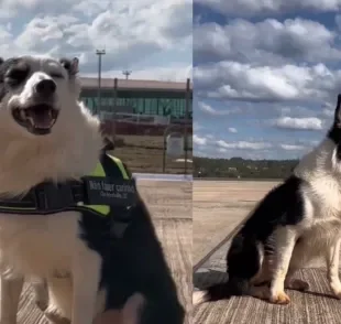 Zeca é um cão de trabalho da raça Border Collie