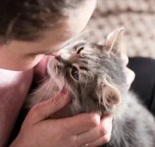 Na linguagem dos gatos, é bom prestar atenção aos detalhes