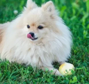 Pera para cachorro pode? Conheça os nutrientes da fruta para os pets